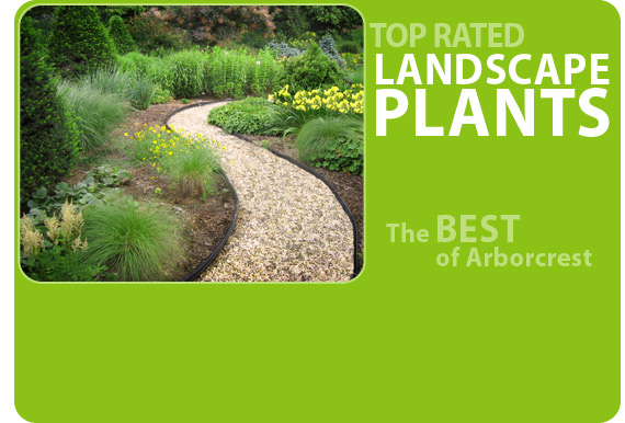 Top Rated Landscape Plants