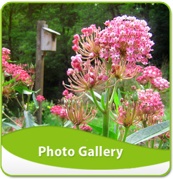 Photo Gallery